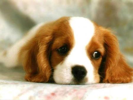 KING CHARLES 